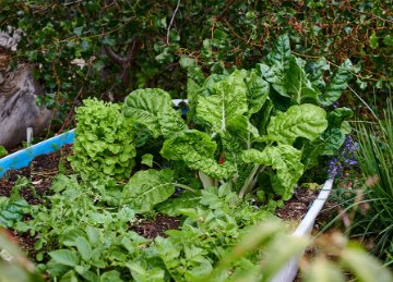 City assisted school food gardens